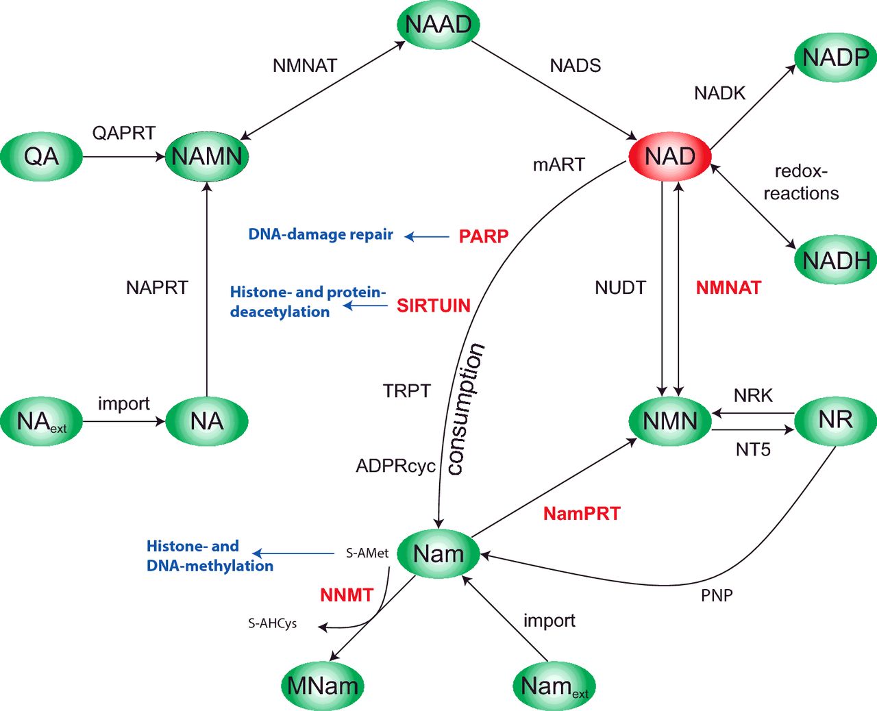 metabolic activity synonym